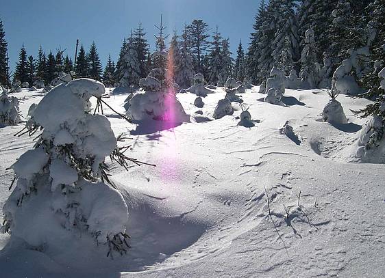 Winterwald in Fischbach