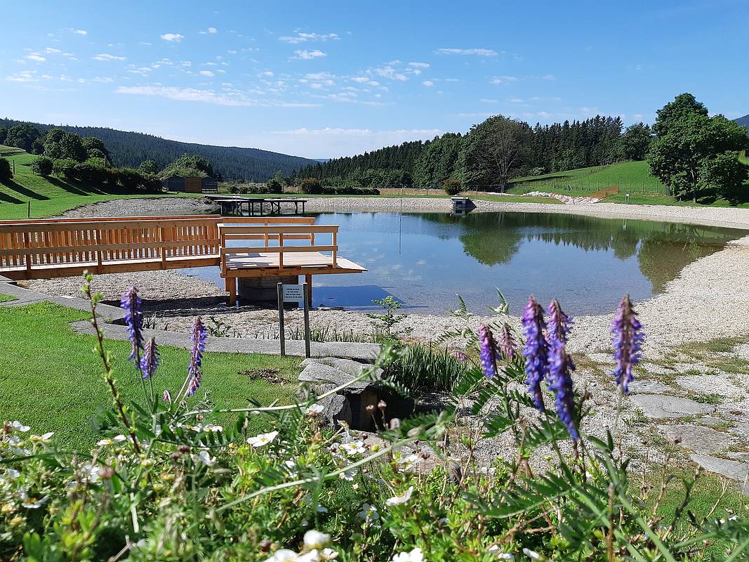 Fischbach / Naturbadeteich in Fischbach