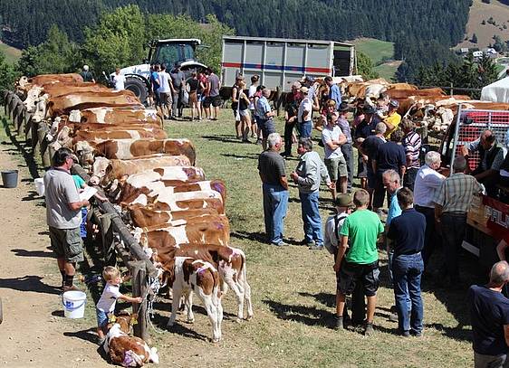 Rinder beim Ägydimarkt in Fischbach (c) Sommesguter GmbH