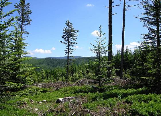 Fischbacher Wälder