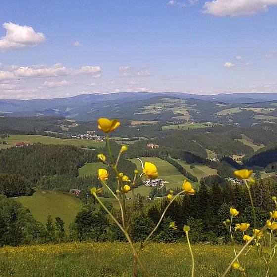 Alpenpanorama in Fischbach