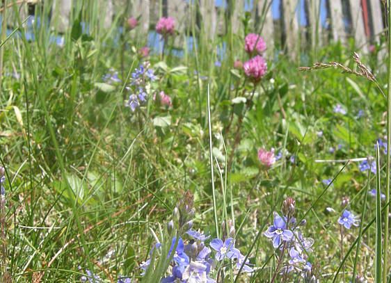 Blumenwiese in Fischbach