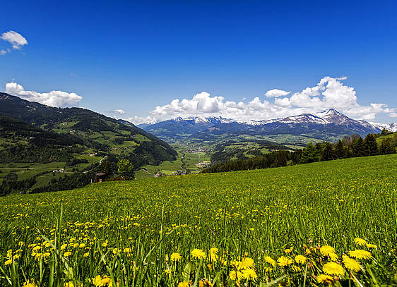 Almen und Wiesen in der Steiermark (c) Steiermark Tourismus ikarus.cc