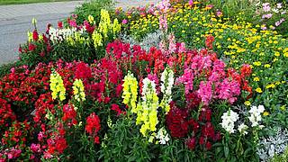 Blumenstraße im Garten Österreichs