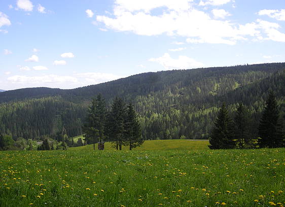 Wald- und Wiesenblick