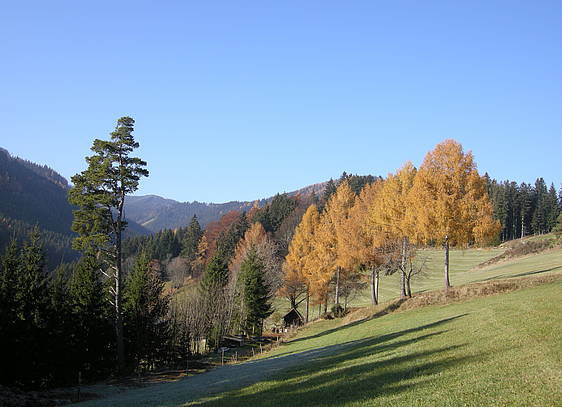 Herbstliche Farben in Fischbach